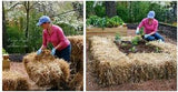 Peach Country All Natural Full Size Bale of Straw : 35" x 19" 12"