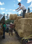 Peach Country All Natural Full Size Bale of Straw : 35" x 19" 12"